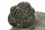 Detailed Morocops Trilobite - Ofaten, Morocco #323593-4
